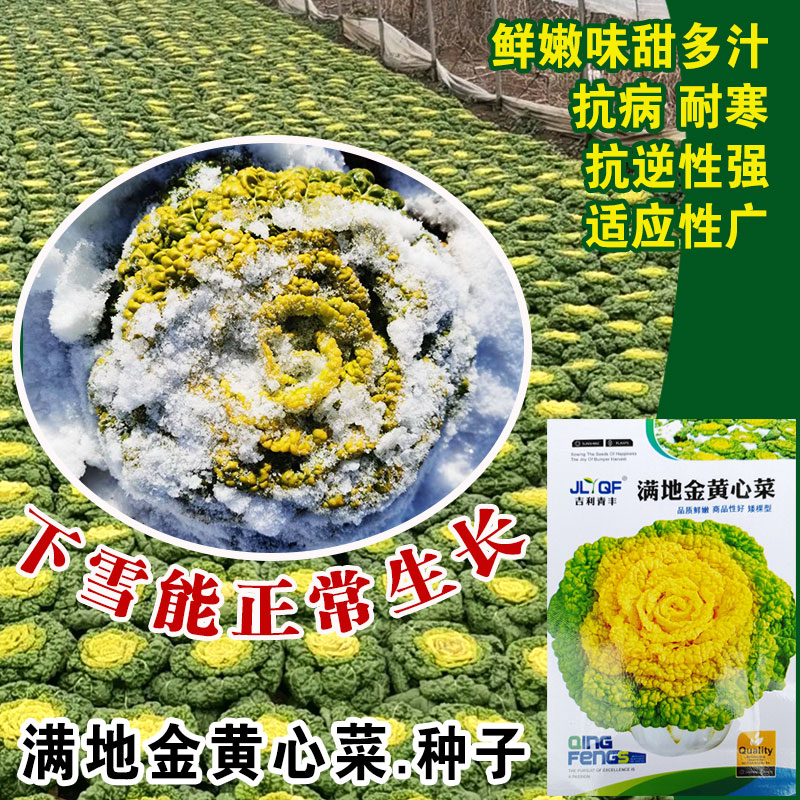 黄心乌塌菜种籽菊花心菜秋季耐寒冬季蔬菜淮南雪里金花乌菜种子孑 - 图2