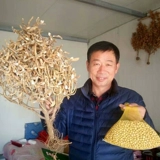 Семена соевых бобов с высоким уровнем соевого сои Джек.