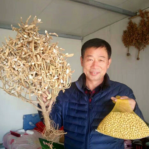 Семена соевых бобов с высоким уровнем соевого сои Джек.