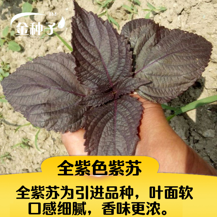 双色苏子种子大叶紫苏阳台盆栽蔬菜食用四季籽植物秋冬季种植籽