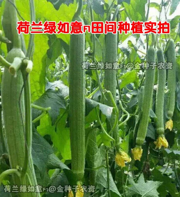 荷兰绿如意香丝瓜种子四季种植抗病高产耐寒耐热强亩产量高-图2