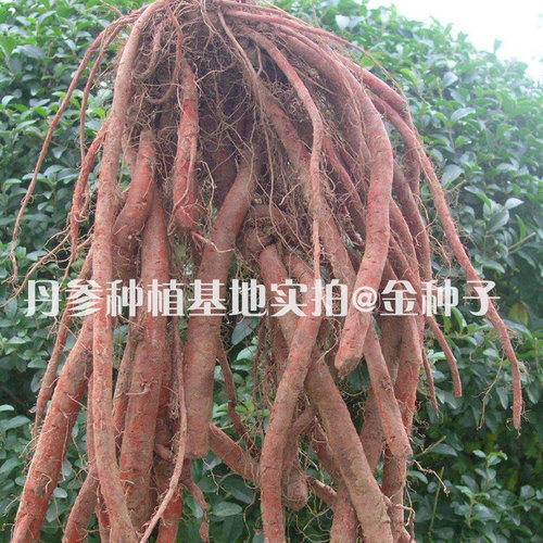 中药材种子丹参种子赤参紫丹参红根药用种子中草药种子-图1