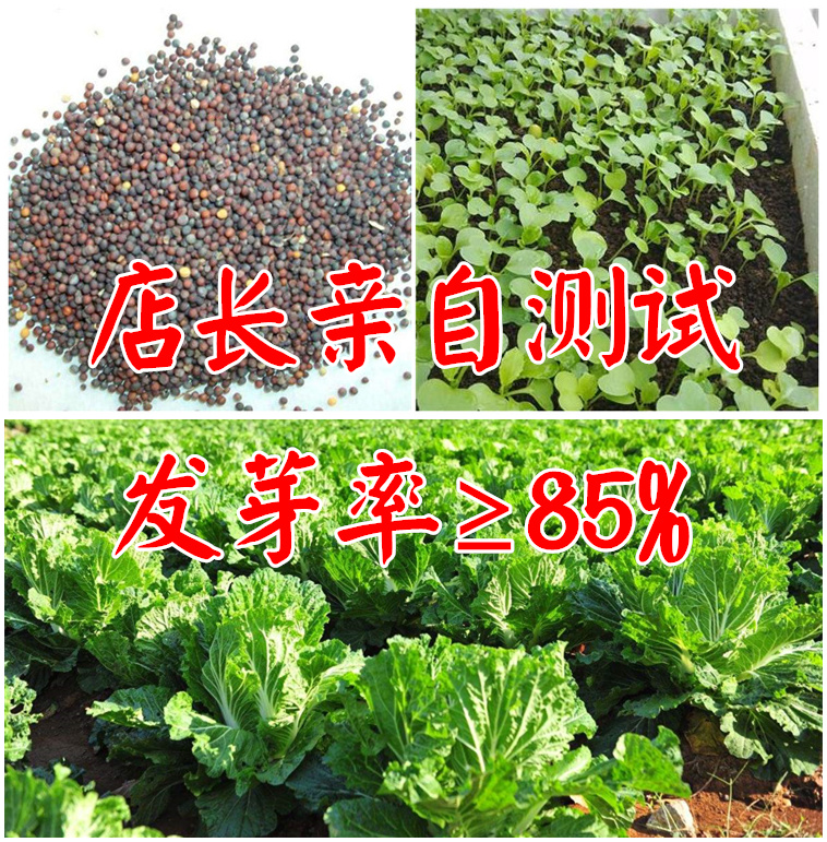 越冬王冬储大白菜种子 抗病高产 秋晚熟大白菜 农家田园秋冬播种 - 图2