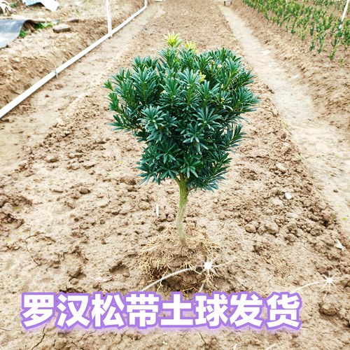 菊花芽罗汉松树苗，盆栽绿植造型庭院阳台盆景适用。 - 图0