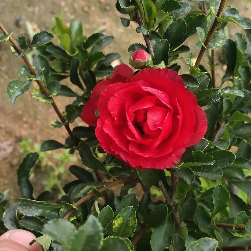 日本进口原生深红八重咲长寿梅重瓣微小型盆景小品阳台办公桌,淘宝优惠券,粉丝福利购,淘宝优惠卷