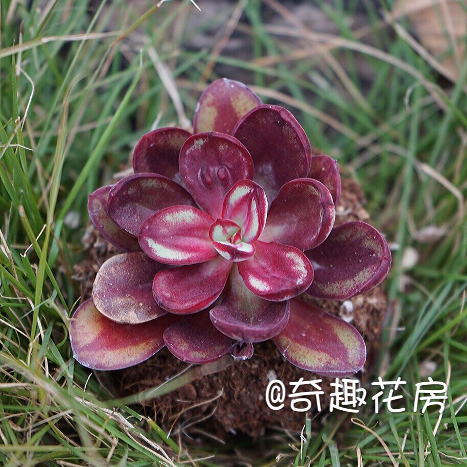 [剑司诺娃]多肉植物进口盆栽绿植多肉棒叶仙女杯初霜焦糖精灵银月 - 图3