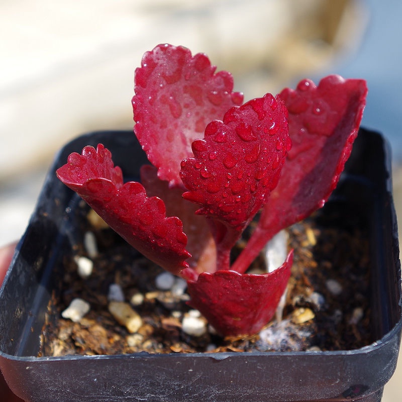 朱莲多肉植物组合盆栽老桩稀有品种室内花卉绿植大颗好养肉肉植物 - 图1