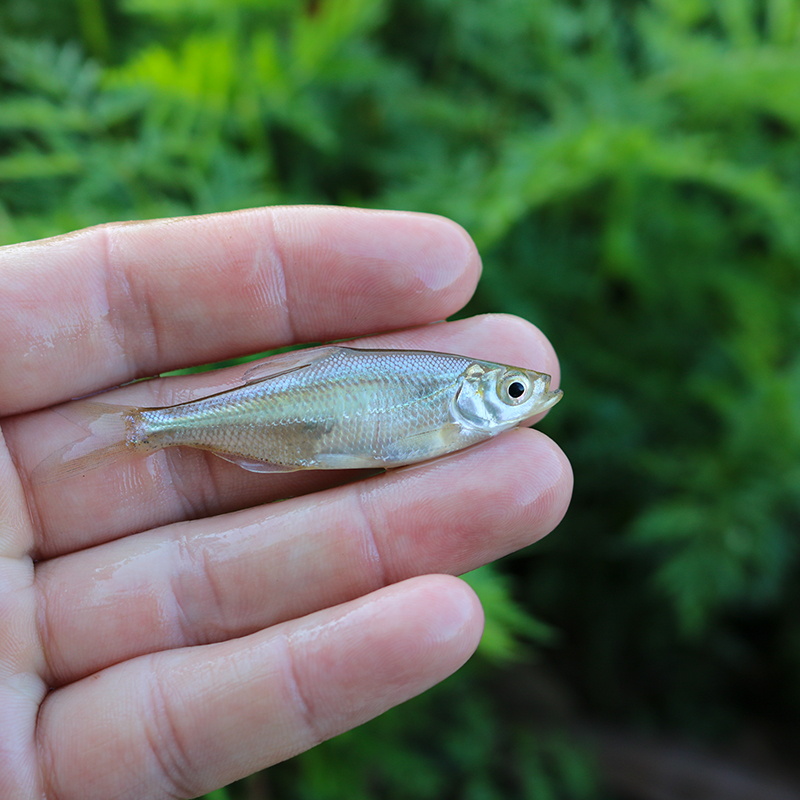 柳叶鳊鱼杂交扁鱼翘嘴白边鱼太湖鲂鲌冷淡水活体养殖食用好活鱼苗 - 图2