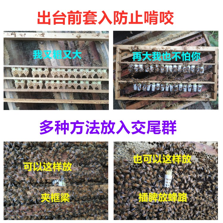 新款王台防护罩 加粗加长防啃防咬中蜂意蜂通用塑料养蜂蜂具 包邮 - 图2