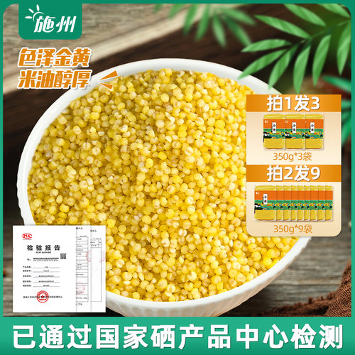 黄小米新米黄米宝宝粥米农家含硒粗粮小黄米五谷杂粮350g*3袋 - 图0