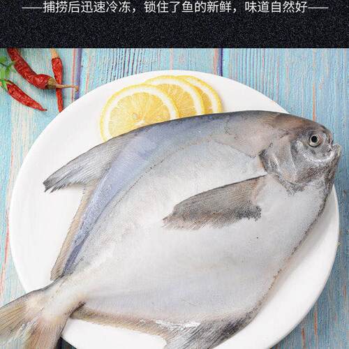 1斤1条东海大鲳鱼新鲜冷冻白鲳鱼银鲳鱼 平鱼 扁鲳鱼海鲜水产 - 图1