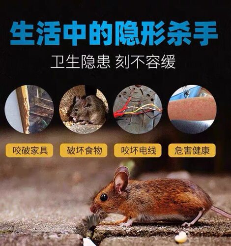 【驱鼠第一名】老鼠特药无毒老鼠家用药室外死效老鼠神药一闻就倒 - 图1