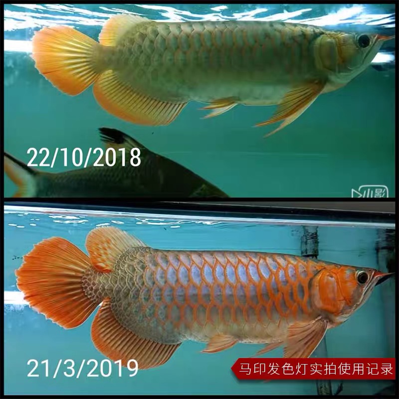 马印神灯龙鱼增色增艳灯发色灯锦鲤鹦鹉水族灯鱼缸兰寿泰狮发色灯-图1