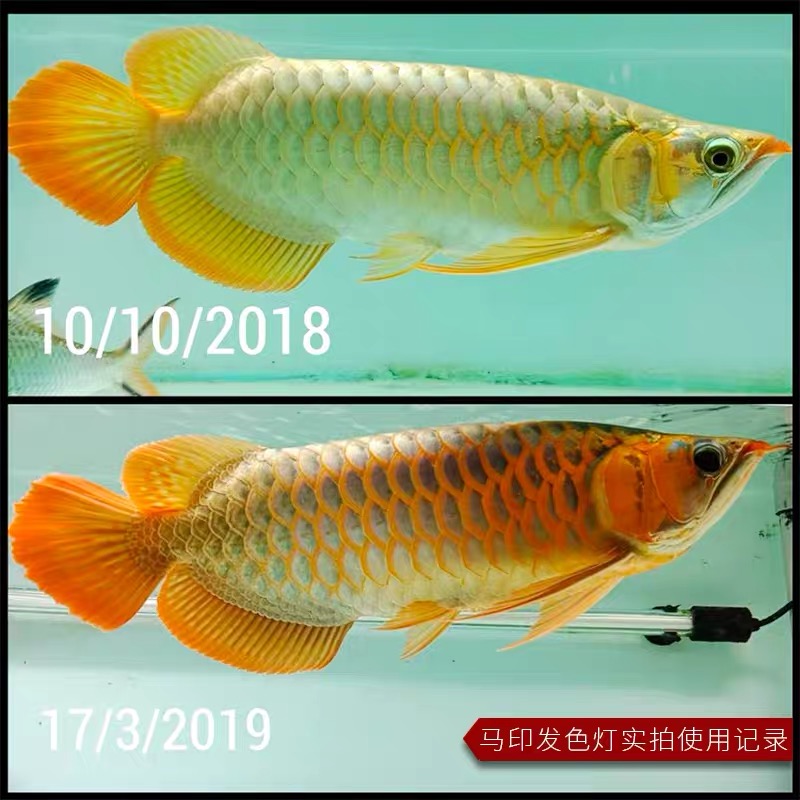 马印神灯龙鱼增色增艳灯发色灯锦鲤鹦鹉水族灯鱼缸兰寿泰狮发色灯-图2