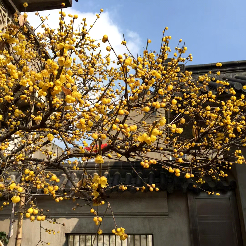 腊梅花树苗丛生盆栽大型棒棒糖嫁接素心腊梅树庭院地栽浓香型枝条-图0