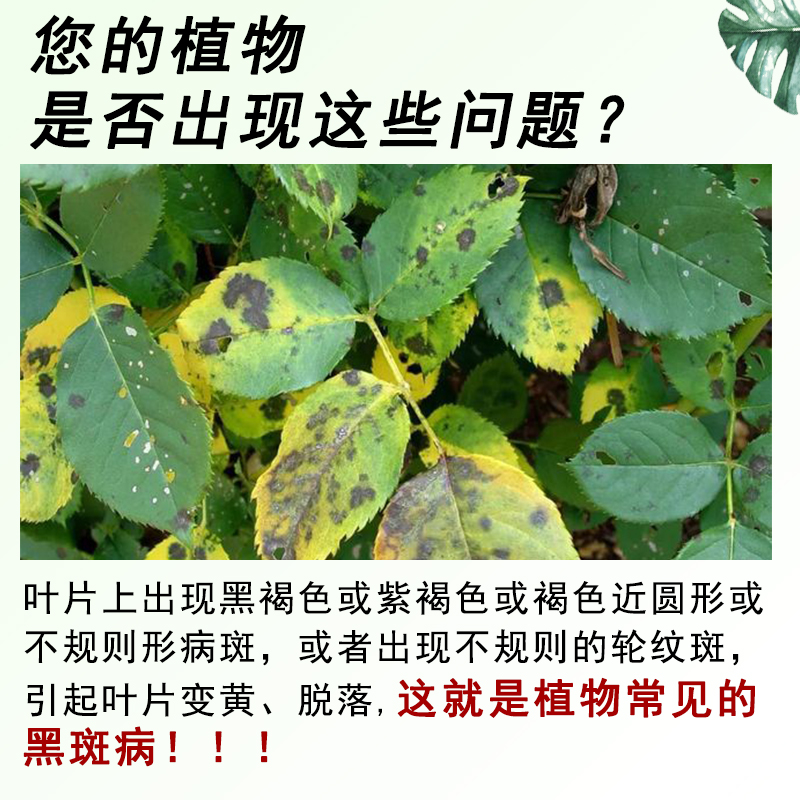 黑斑病专用药兰花月季果树花卉柑橘多肉茶叶锈病黄叶炭疽病杀菌剂 - 图1