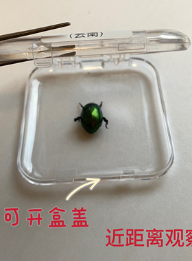 真昆虫标本盒儿童教学观察产品