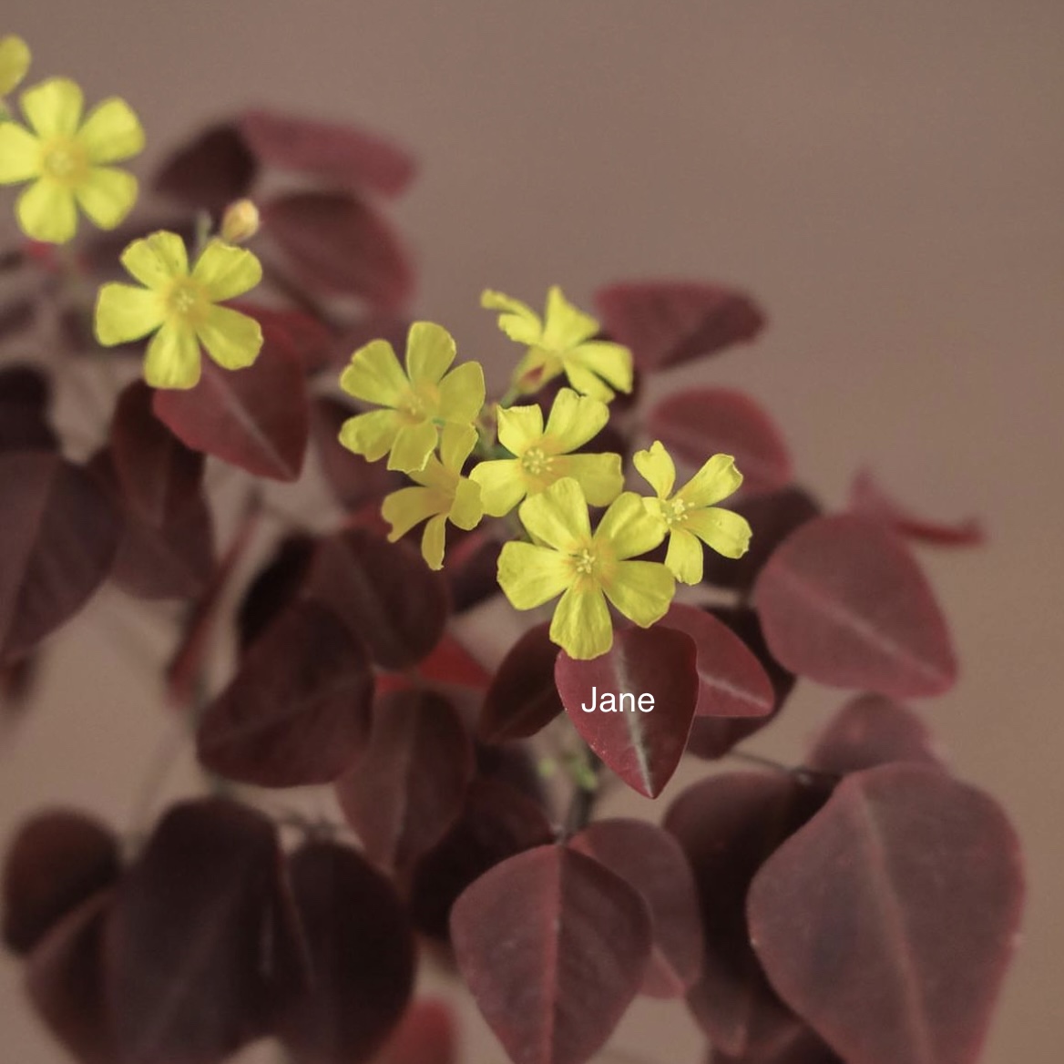 火星火厥木本酢浆草Oxalis hedysaroides' Fire Fern' 四季开花 - 图0