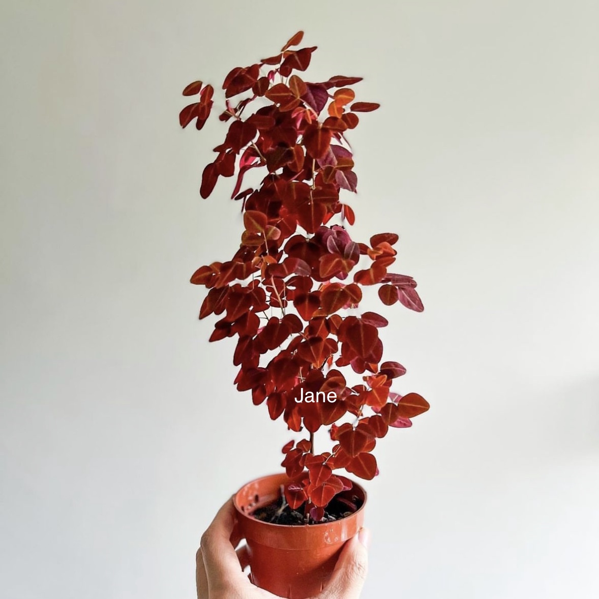 火星火厥木本酢浆草Oxalis hedysaroides' Fire Fern' 四季开花 - 图1