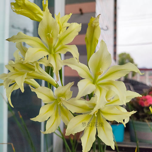 【原生剑兰】唐菖蒲秋植种球根春花盆栽阳台楼顶花卉绿植 - 图2