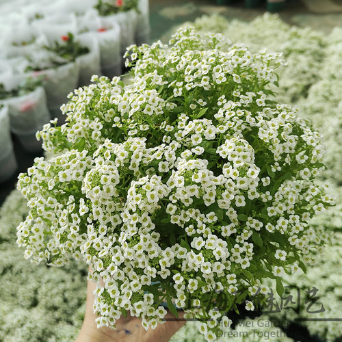 香雪球盆栽耐寒易爆盆庭院阳台芳香花卉多年生垂吊植物花期长 - 图3