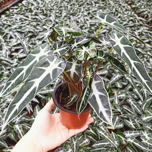 大仙女海芋 小仙女盆栽 黑叶芋 ins风观叶绿植桌面盆栽净化空气 - 图1