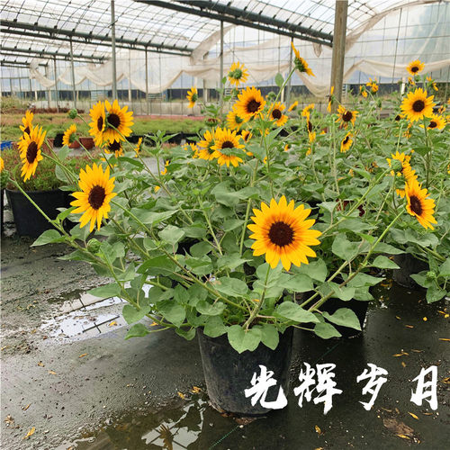 光辉岁月向日葵盆栽 阳台庭院花卉植物易养花期长带花发货 - 图3