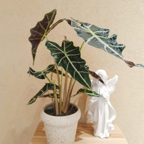 大仙女海芋 小仙女盆栽 黑叶芋 ins风观叶绿植桌面盆栽净化空气 - 图3
