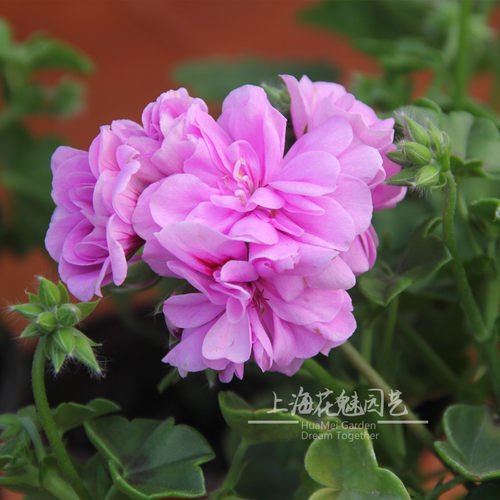 天竺葵盆栽洋绣球花期长绿植花卉天使之眼庭院阳台植物带花发货 - 图1