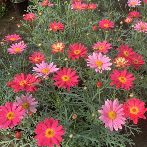 玛格丽特花苗盆栽阳台庭院花卉多年生植物雏菊盆栽带花发货包邮 - 图1