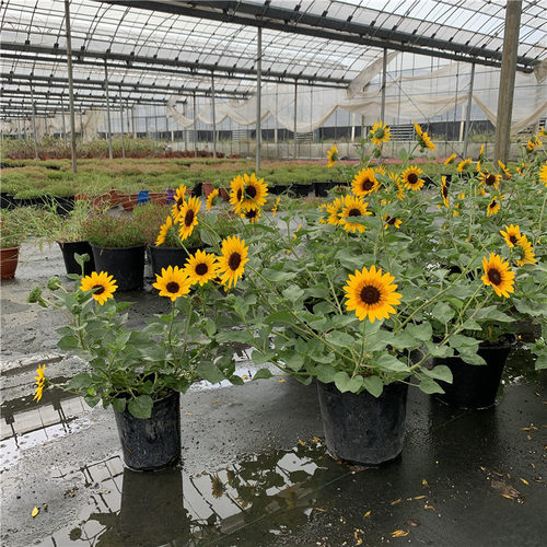 光辉岁月向日葵盆栽 阳台庭院花卉植物易养花期长带花发货 - 图1