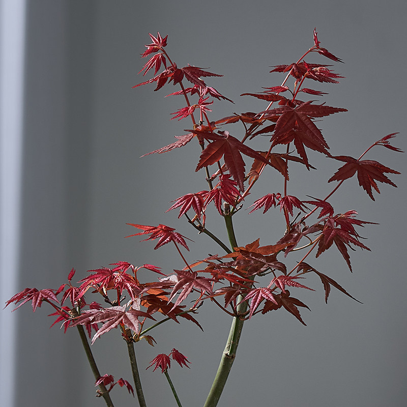 红枫盆景四季好养活室内桌面盆栽老桩耐寒观叶植物红舞姬树苗,淘宝优惠券,粉丝福利购,淘宝优惠卷