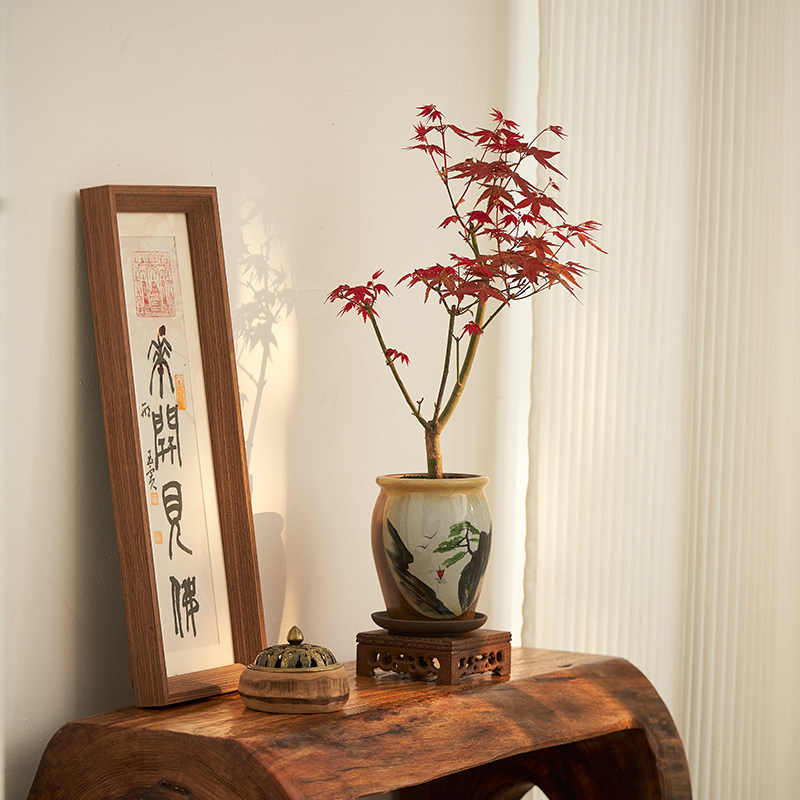 红枫盆景四季好养活室内桌面盆栽老桩耐寒观叶植物红舞姬树苗,淘宝优惠券,粉丝福利购,淘宝优惠卷