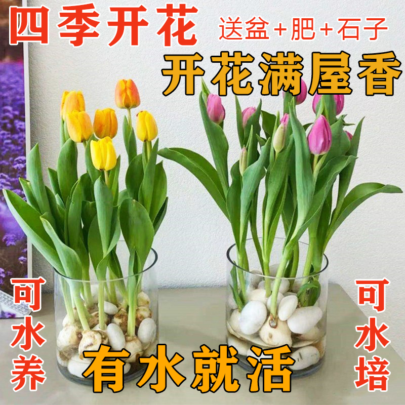 水培郁金香大种球水仙花种子花卉盆栽绿植物室内鲜花好养活风信子 - 图2