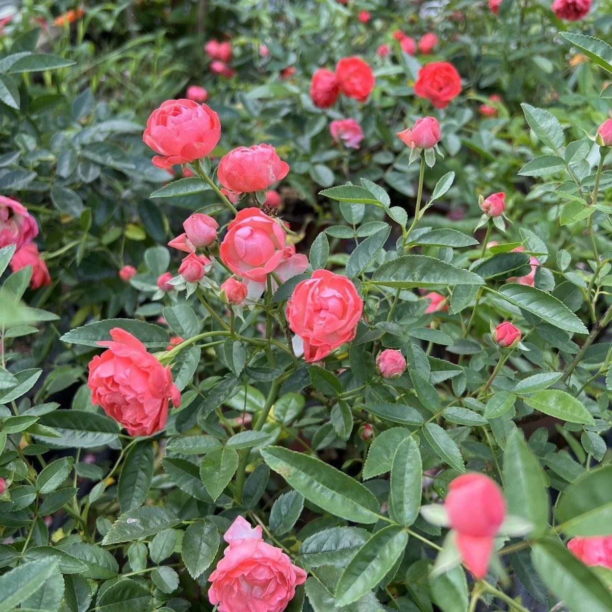 【3棵包邮】红色科斯特 橙科斯特 粉科斯特 阳台微月 月季花苗小,淘宝优惠券,粉丝福利购,淘宝优惠卷