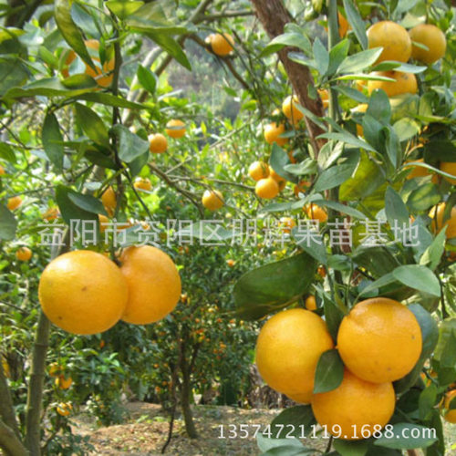 基地直销橙子树苗皇帝柑苗又名手剥橙贡柑 橙与橘的杂交易剥皮 - 图1