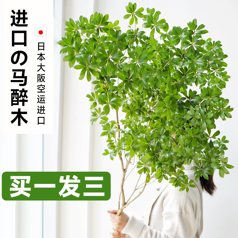 马醉木进口水培日本吊钟植物真树装饰室内客厅水养大型大绿植名贵 - 图0