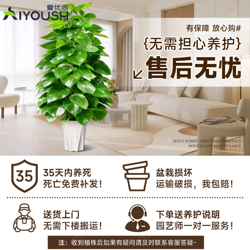 大叶绿萝柱大号客厅盆景大型办公室居家净化空气除甲醛好养活植物,淘宝优惠券,粉丝福利购,淘宝优惠卷