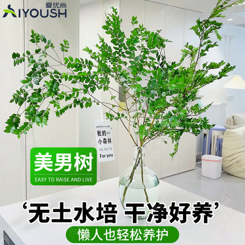 美男树水培绿植客厅植物桌面茶几吊钟室内马醉木平替鲜切枝条水养 - 图0