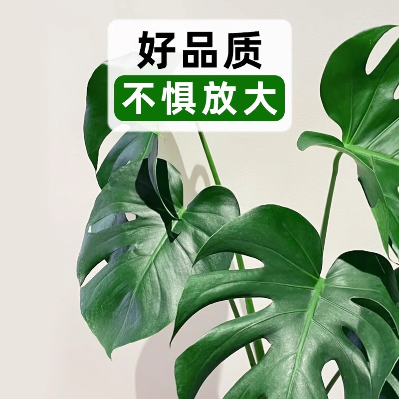 爱优尚龟背竹大盆栽室内落地植物客厅大颗热带植物北欧风ins绿植_虎窝淘