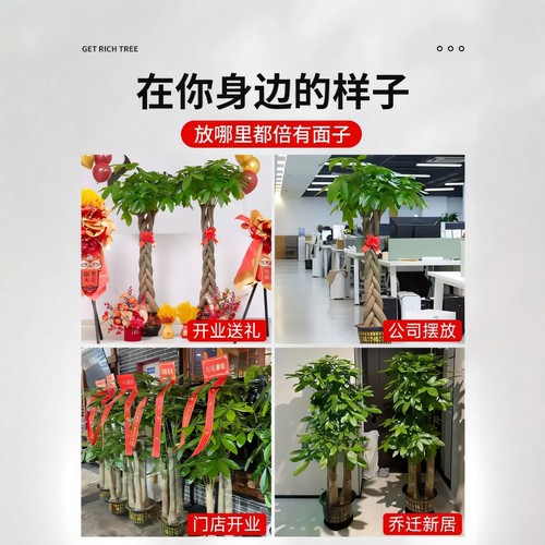 发财树大棵盆栽室内旺宅客厅大型绿植物乔迁公司开业送礼办公室 - 图2
