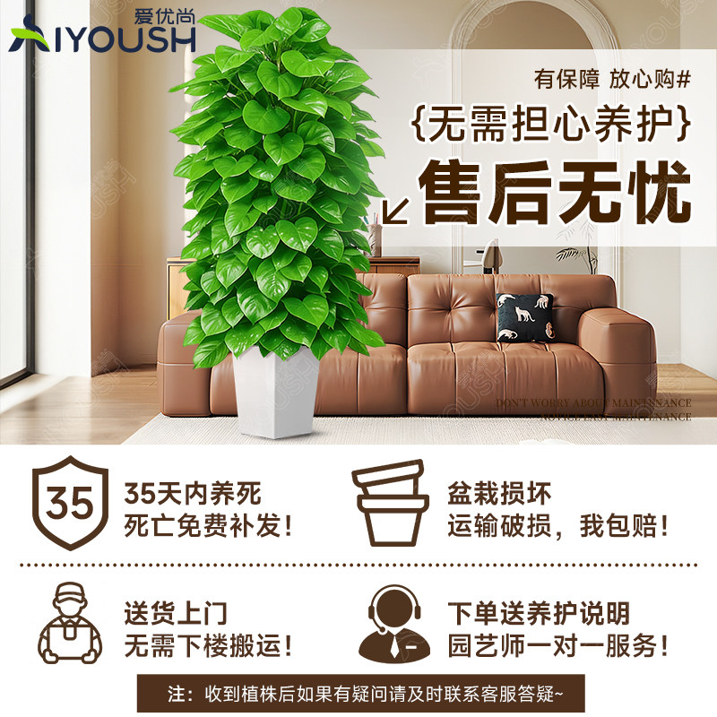 大叶绿萝柱大号客厅盆景栽客厅绿植大型办公室居家净化空气除甲醛,淘宝优惠券,粉丝福利购,淘宝优惠卷
