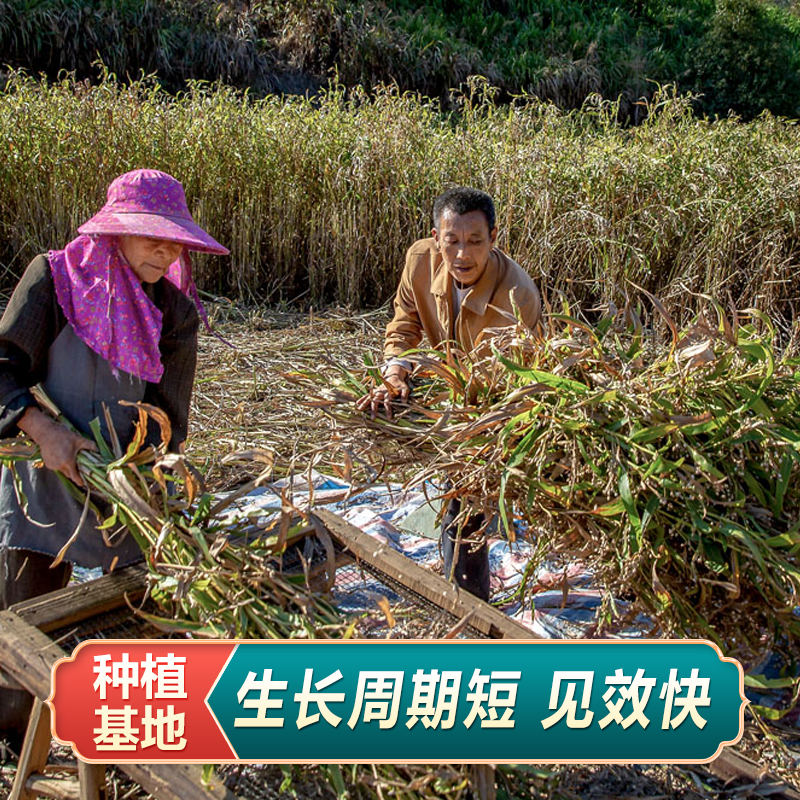 薏米种子薏苡仁种籽六谷子四季播种药食两用小薏米草珠子五谷杂粮-图2