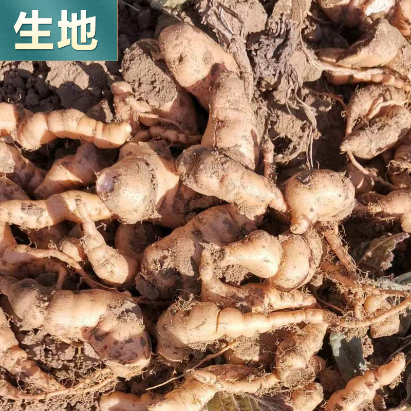 中草药苗大全根茎植物苗麦冬草苗桔梗花苗牡丹芍药月季石菖蒲苗