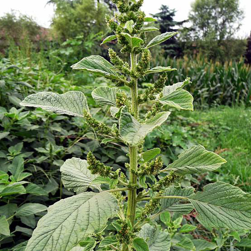 野苋菜野生苋菜种子野菜种子庭院阳台盆栽茴香紫苏刺苋菜籽种籽 - 图2