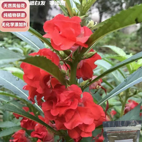 指甲花粉染头发染指甲红色白色凤仙花干花瓣花粉纯植物染发无添加 - 图2