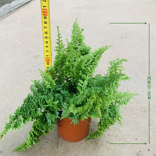 棉花糖蕨蕾丝蕨室内好养蕨类植物霸王蕨除甲醛四季常青桌面小植物 - 图2