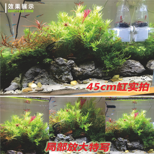 草场自用液肥全元素螯合铁肥微量物质肥料水草营养液基础肥钾氮肥 - 图0