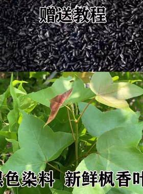 【下单送教程】广西五色糯米饭植物染料新鲜枫叶现摘现发乌米饭