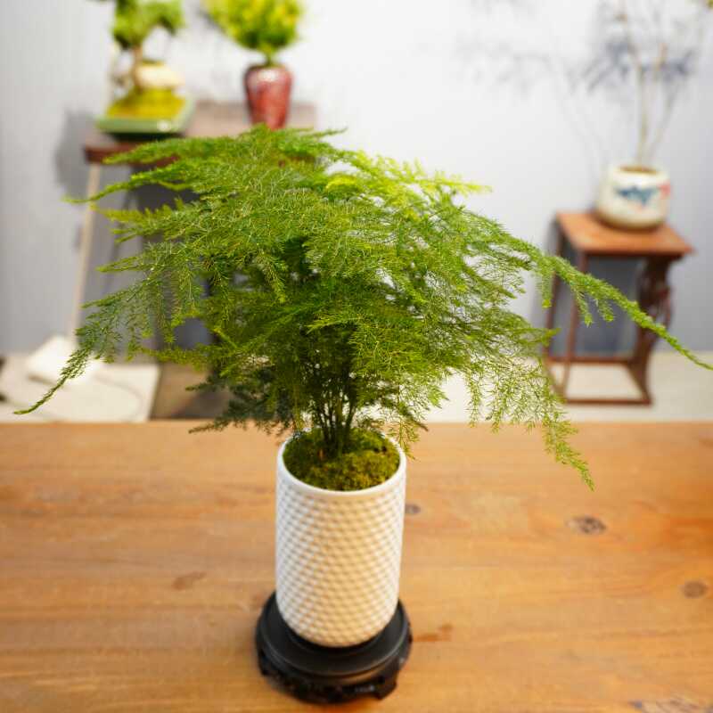 文竹盆栽植物室内花卉办公室桌面绿植室内盆栽好养小盆景净化空气